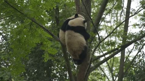 two baby panda playing on the tree | Stock Video | Pond5