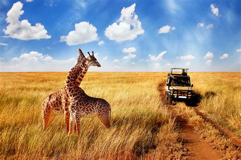 Maasai Mara safari Experience - Masai Mara Holidays