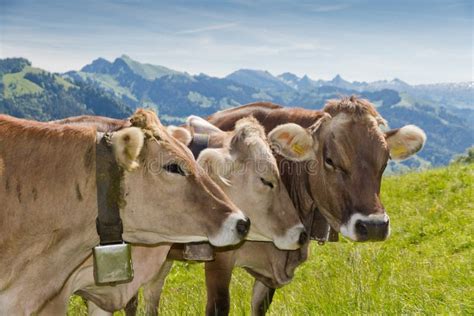 Brown swiss cows stock image. Image of livestock, deer - 22804705