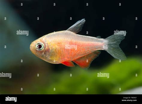 flame tetra (Hyphessobrycon flammeus Orange), breeding form Orange Stock Photo - Alamy