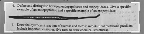 SOLVED: Define and distinguish between endopeptidases and exopeptidases ...