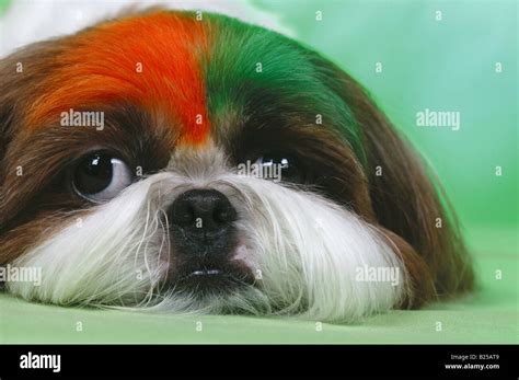 Close-up image of dog face Stock Photo - Alamy