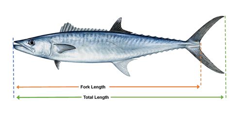 Fish Size measurement guide – Gulf of Mexico Fishery Management Council