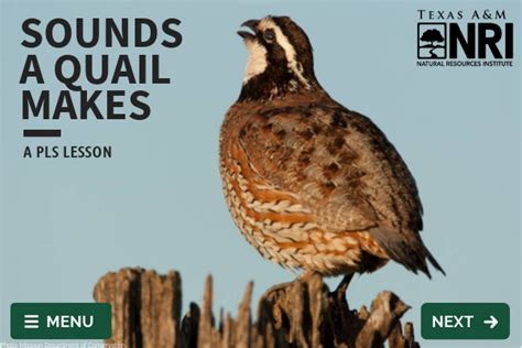 Sounds a Quail Makes