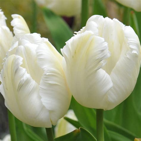 Buy parrot tulip bulbs Tulipa 'White Parrot': Delivery by Waitrose Garden in association with Crocus