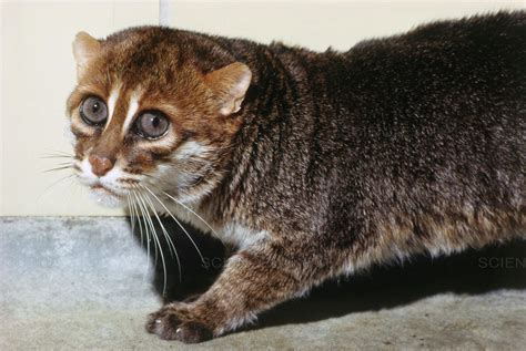 Flat Headed Cat Breed Profile, Traits, Description, and Facts - Mammal Age