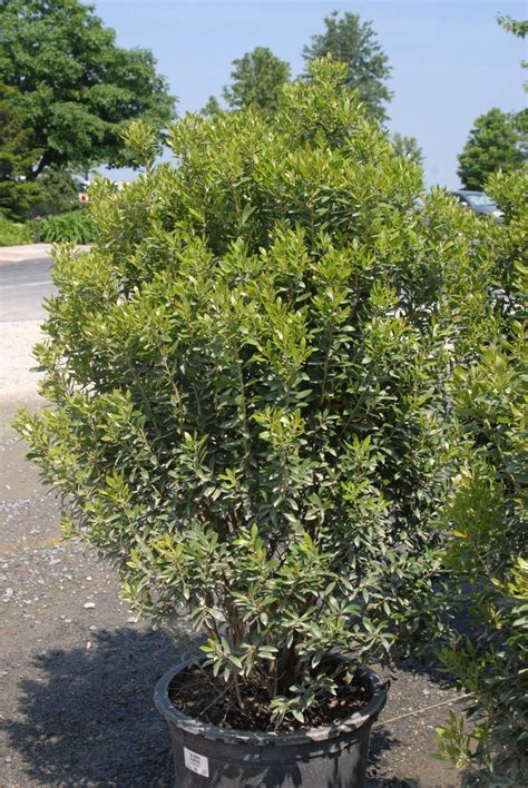 Ilex glabra (Appalachian Tea, Gallberry, Inkberry) | North Carolina Extension Gardener Plant Toolbox