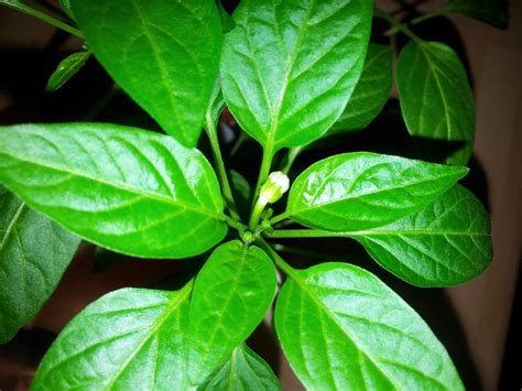 Chilli growing in Cookham: Early flowering chilli plants