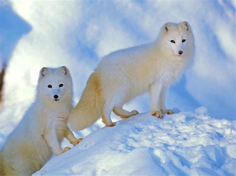 Arctic Fox - A-Z Animals