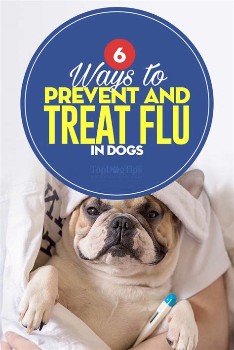 Dog Flu Symptoms and 6 Ways to Prevent and Treat Canine Influenza