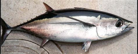 Thunnus alalunga, Albacore tuna, classification page. Learn everything from the species domain ...