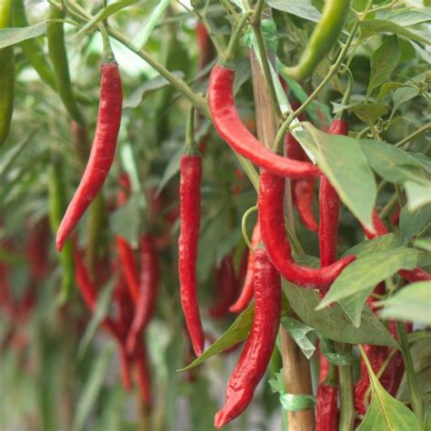 How To Grow Chili Peppers: Everything You Need To Know