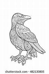Hand Draw Crow Zentangle Style Adult เวกเตอร์สต็อก ปลอดค่าลิขสิทธิ์  sketch template