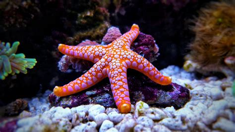 Biology: Starfish: Level 2 activity for kids | PrimaryLeap.co.uk