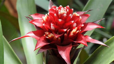 How to propagate Bromeliads - RayaGarden