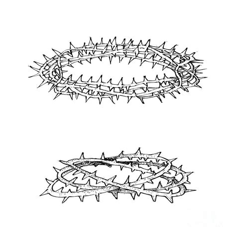 Hand Drawn Crown of Thorns on White Background Drawing by Iam Nee - Pixels