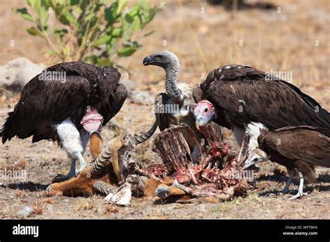 Vulture eating carcass hi-res stock photography and images - Alamy