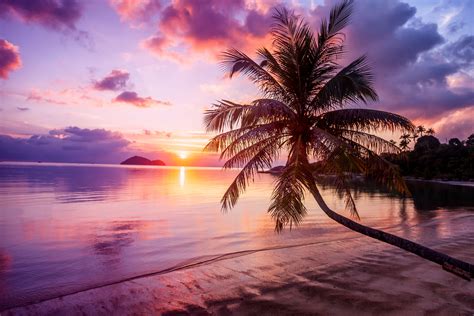 Ocean With Palm Trees Sunset