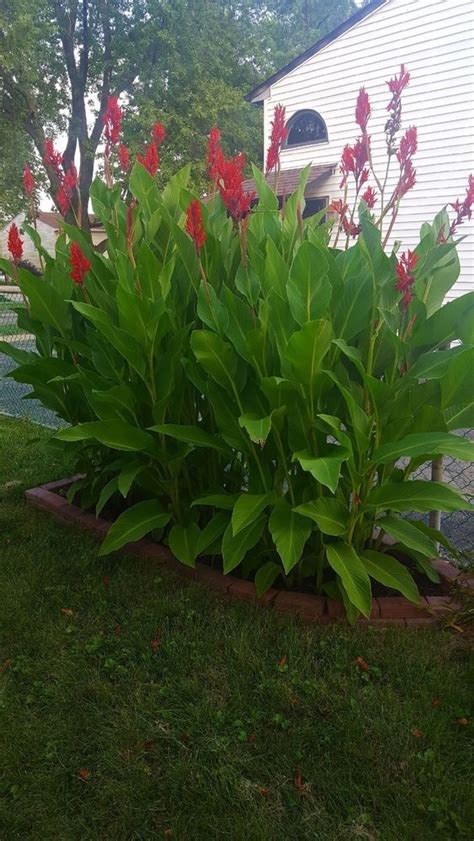 One Lot of Giant Red Canna Lily Bulbs Beautiful Red Flowers (8 in each ...