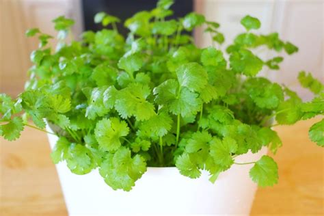 CiCiLi.tv - How to Quickly Grow Cilantro Indoor?