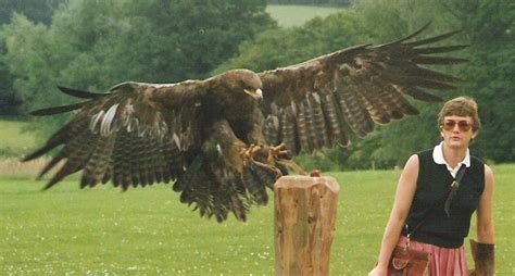 VIDEO: Eagle Attacks on Humans & Animals | EvoNews