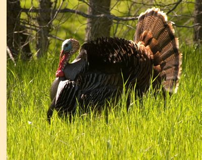 Habitat Management for Improved Turkey Populations | Turkey Management