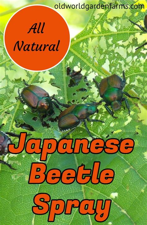 How To Make Japanese Beetle Spray - A Simple, All-Natural Recipe To Protect Plants! | Japanese ...