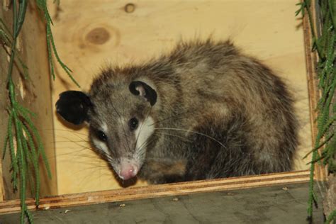 common opossum (Didelphis marsupialis) - ZooChat