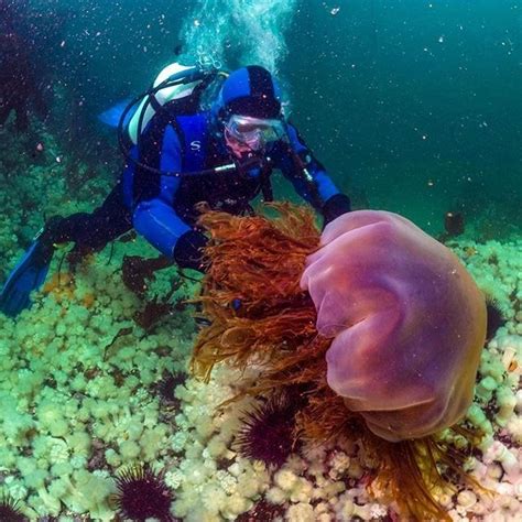 Lion's mane jellyfish can grow to over 30 feet in length and have over ...