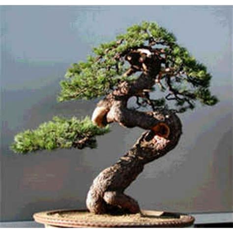 Buy Dwarf Mugo Pine Seeds Rarexoticseeds