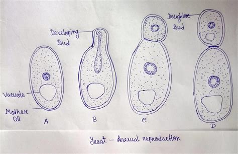 Draw diagram of budding in yeast - Brainly.in