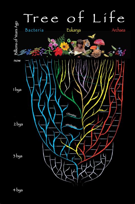 Tree of Life | EpicOfEvolution