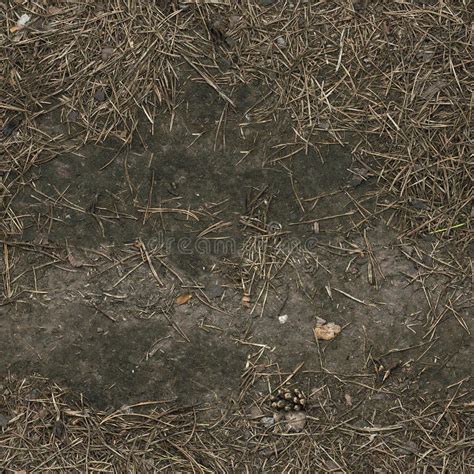 Seamless Forest Gravel Ground Texture Stock Photo - Image of grass ...