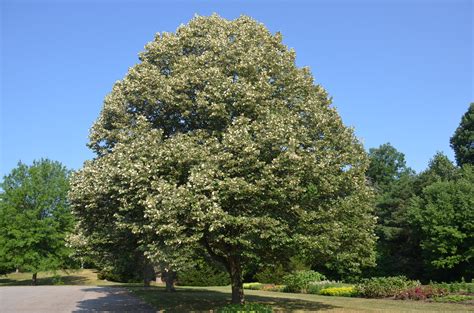 Silver Linden Foliage Shimmers On A Windy Day | What Grows There :: Hugh Conlon ...