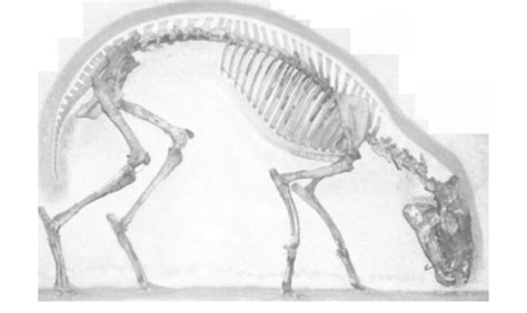 1 The skeleton of the Hyracotherium (=Eohippus) (figured in Simpson ...