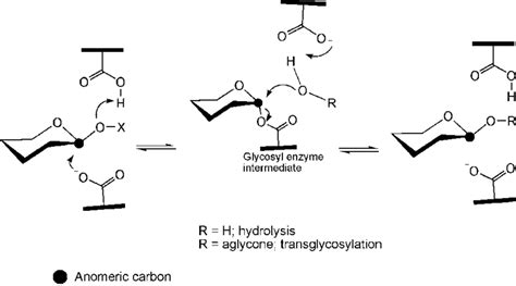 General mechanism for retaining glycoside hydrolases. The β-anomer of... | Download Scientific ...