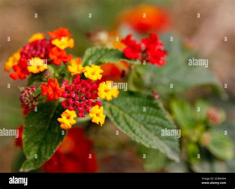 Littele red and yellow flowers hi-res stock photography and images - Alamy