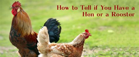 How to Tell if You Have a Hen or a Rooster | Small Pet Select