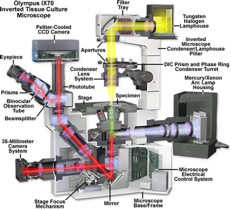 Molecular Expressions Microscopy Primer: Microscope Components - Olympus IX70 Fluorescence ...