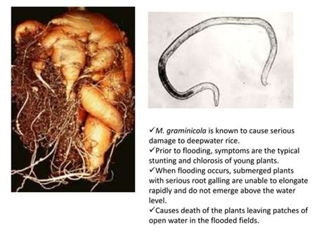 Nematode damage symptoms in crop plants