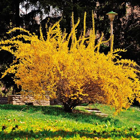 Van Zyverden Forsythia Lynwood Gold Root Stock (Set of 1 Root)-831381 ...