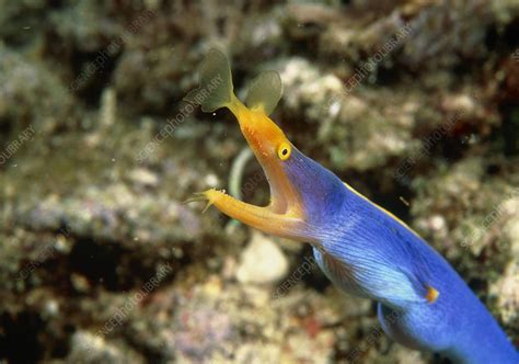 Blue ribbon eel - Stock Image - Z605/0381 - Science Photo Library