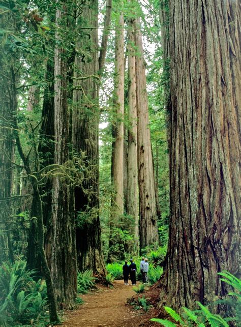 Day Hiking Trails: Best trails to see Redwood NP’s wonders