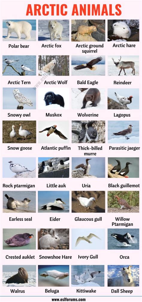 66 Arctic Animals: Names of Animals that Live in the Arctic with ESL ...