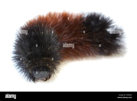 Black Woolly Bear (Arctiidae) caterpillar isolated on white Stock Photo ...