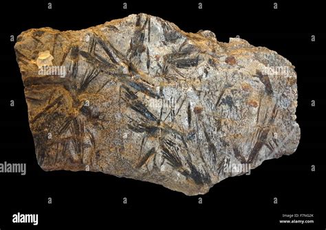 Amphibolite rock, a metamorphic rock consisting mainly of amphibole ...