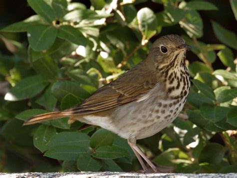 Hermit Thrush | San Diego Bird Spot