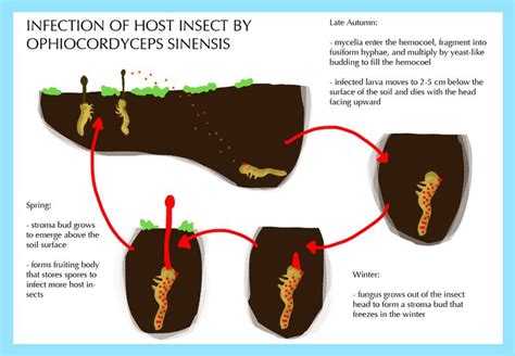 Ophiocordyceps sinensis - microbewiki