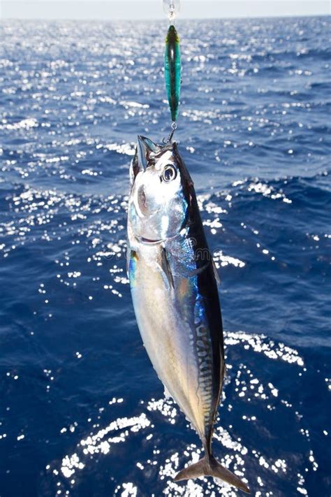 Tuna Mediterranean Big Game Fishing Stock Photo - Image of catch, seafood: 25549782