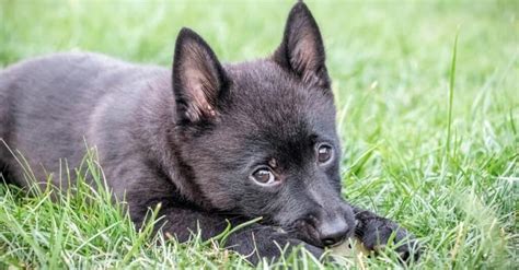 Schipperke Colors: Rarest to Most Common - A-Z Animals